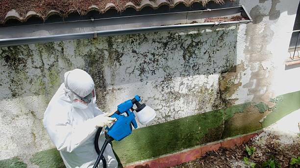 Top rated local Mold Remediation specialists in Newton, NJ